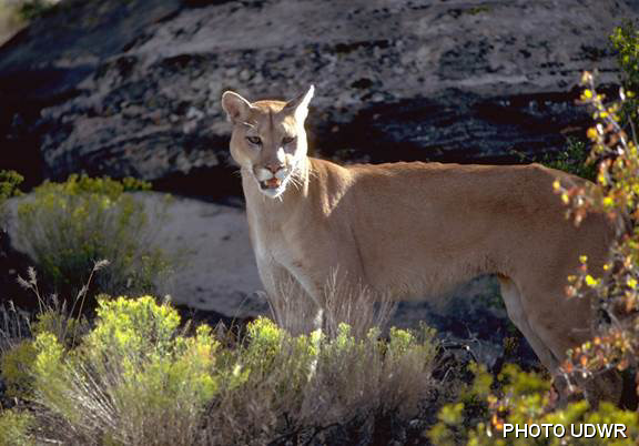 Multiple Cougar Sightings Near Neighborhood Park Prompt Warnings 