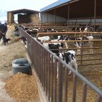 Barry Hess, scoops feed for new calves.