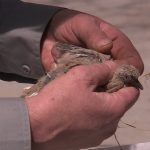 Richard Nowak examines an injured dove. April 3, 2018. Photo: Ray Boone
