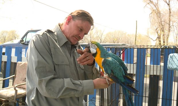 Richard Nowak holds a parrot at ASAP Utah in West Valley. April 3, 2018. Photo: Ray Boone...