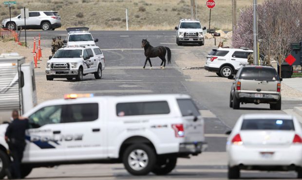 A horse from a home at 13351 South 7300 West roams after SWAT officers broke down a fence in severa...