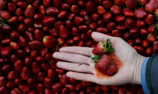 Once again, strawberries top the list of the 12 "dirtiest" fruits and vegetables, according to the ...