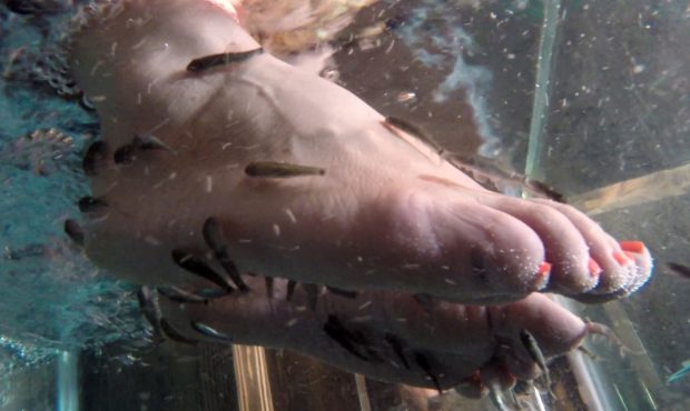 "Doctor fish" nibble on the feet of a customer at Fish Kiss Spa in Provo. (June 5, 2018)...