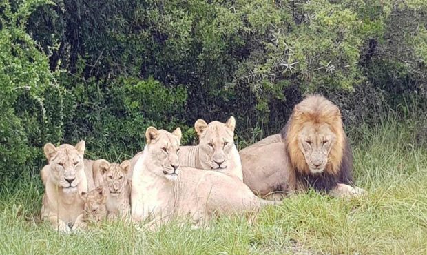 File photo of a pride of lions at the Sibuya Game Reserve in South Africa. Investigators say lions ...