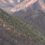 Burned hillside