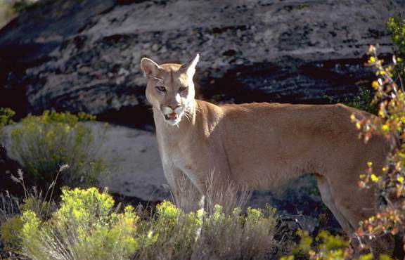 FILE: Image courtesy of Utah Division of Wildlife Resources...