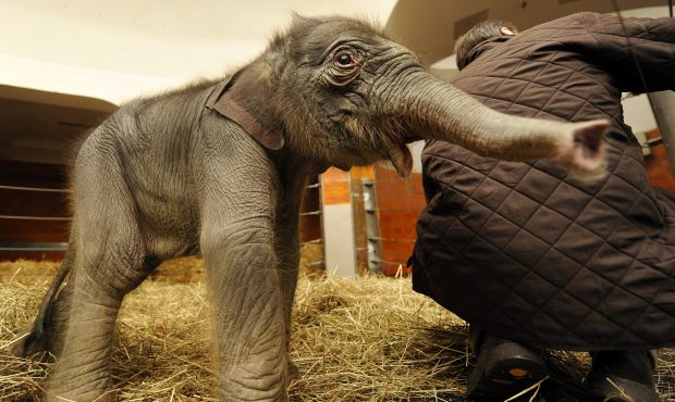 This is a baby elephant. It is very unlikely to get cancer....