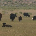 Tanner’s cattle are now gathered in a grazing area usually set aside for the winter months.