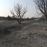  Scorched land in an area that Tanner would normally use for his cattle to graze during the summer.