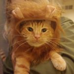 Les sporting his lion Halloween Costume belongs to Jennifer Lee of Salt Lake City. Photo submitted by Beverley Lee.