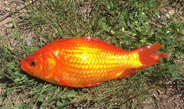 Goldfish placed in Maple Lake will have to be removed...