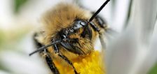 Utah has the most diverse population of bees in North America.