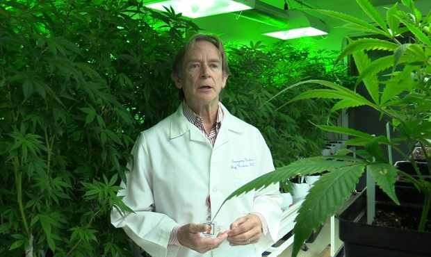 Minnesota Medical Solutions CEO Dr. Jay Westwater talks about the process of growing marijuana in M...