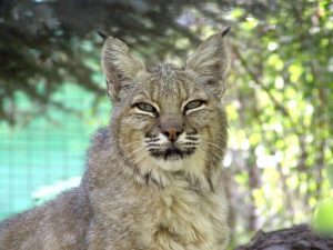 Tukut the bobcat. Photo: Hogle Zoo
