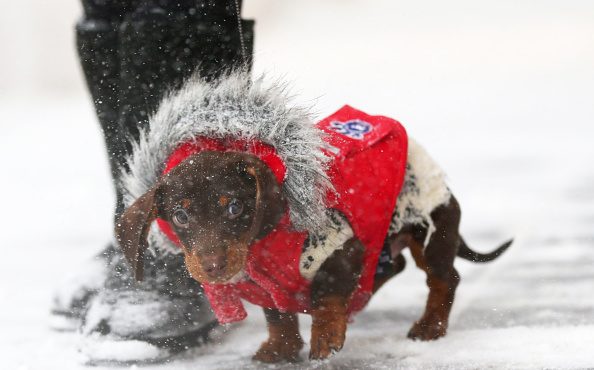 Veterinarians offer steps to protect pets from the cold winter months. FILE - Photo by Maddie Meyer...