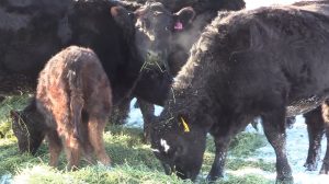 Ranchers are paying extra money to keep their livestock properly fed during the cold winter.