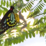 Over a hundred different species of butterflies have been released at the Butterfly Biosphere.