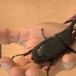 Dr. Zak Gezon holds a Hercules Beetle in his lab at Thanksgiving Point.