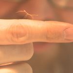 Dr. Gezon shows off a baby Shorthorned Western Walkingstick, recently hatched at his lab.