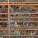 Rows of cocoons prepare for hatching at the Butterfly Biosphere.