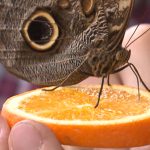 Dr. Gezon shows how a butterfly uses its tongue to slurp up juice from an orange.