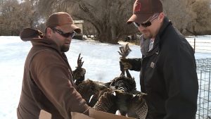 Nick Madsen, left, Randall McBride, right, loading up and relocating trapped turkeys from a ranch in Avon.
