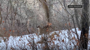 An image captured in video taken by Miles Maxfield in Olympus Cove of a mountain lion near his home.