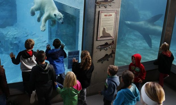 Nora the polar bear broke the humerus bone (from shoulder to elbow) on her front, right leg Wednesd...