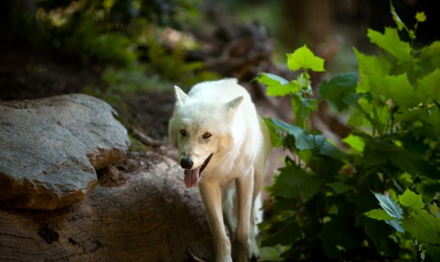 WASHINGTON  - AUGUST 29:  Crystal, a female gray wolf, roams the new wold enclosure during a sneak ...