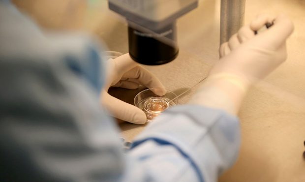 BIRMINGHAM, ENGLAND - JANUARY 22: An embryologist fertilises embryos in the fertility laboratory at...
