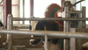 A cow in Kohler's barn gets a back scrub.