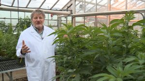 Bruce Bugbee by Cannabis Plants