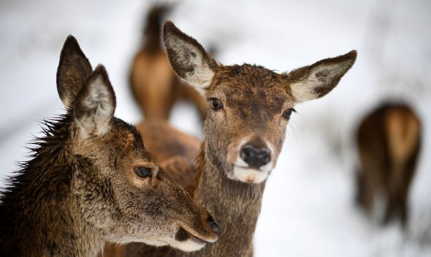 GLEN ETIVE, SCOTLAND - JANUARY 30: Red deer graze in the snow on January 30, in Glen Etive, Scotlan...