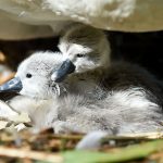 WEYMOUTH, ENGLAND - MAY 04: First cygnets of the year hatch at Abbotsbury Swannery on May 04, 2019 near Weymouth, England. It is the only publically accessible colony of nesting mute swans in the world. The arrival of the cygnets is traditionally seen as the start of summer and local traditions claim the Benedictine Monks who owned the Dorset swannery between 1000 AD and the 1540s believed the first cygnet signaled the season's first day. Abbotsbury Swannery's mute swans - up to 1,000 in total - are all free flying, and are not kept in cages. (Photo by Finnbarr Webster/Getty Images)
