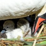 WEYMOUTH, ENGLAND - MAY 04: First cygnets of the year hatch at Abbotsbury Swannery on May 04, 2019 near Weymouth, England. It is the only publically accessible colony of nesting mute swans in the world. The arrival of the cygnets is traditionally seen as the start of summer and local traditions claim the Benedictine Monks who owned the Dorset swannery between 1000 AD and the 1540s believed the first cygnet signaled the season's first day. Abbotsbury Swannery's mute swans - up to 1,000 in total - are all free flying, and are not kept in cages. (Photo by Finnbarr Webster/Getty Images)