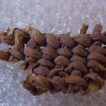 Basket fragment discovered in Danger Cave State Park Heritage Site