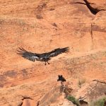 Two condors in Zion National Park appear to be caring for a chick. (Sidney Burleson, National Parks Service)