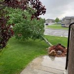 Wind rips a tree out of a yard in Brigham City. Photo:  Shanna Johnson