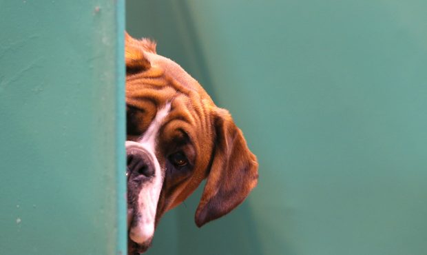BIRMINGHAM, ENGLAND - MARCH 06:  A Boxer dog looks out from its kennel on first day of Crufts dog s...