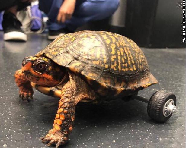 Box Turtle Without Legs Gets Custom Lego Wheelchair