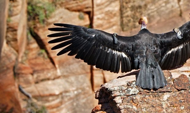 Female condor 409 (wing tag 9) spreads her massive wings in the sun. (Photo: Zion National Park)...