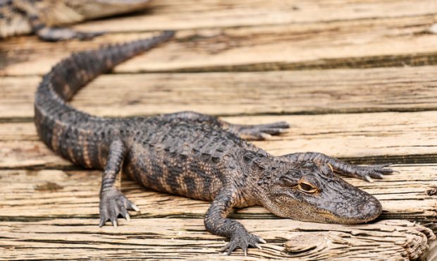 Baby alligator resting on a wooden plank....