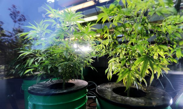 An industrial hemp plant grow inside a display at the Utah Department of Agriculture and Food in Sa...