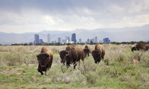 Bison wander through the sagebrush on the plains of the Rocky Mountain Arsenal National Wildlife Re...