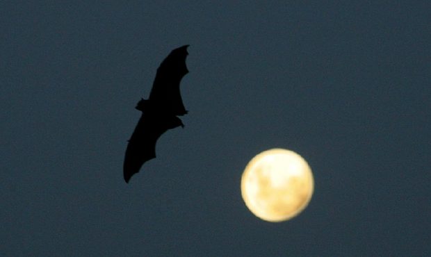 FILE: SYDNEY, AUSTRALIA - MARCH 20:  A Grey-Headed Flying Fox flies past a rising full-moon at the ...