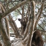 DWR officials tranquilized and relocated a 2-year-old male black bear after it caused traffic issues before climbing a tree in Orem on Sept. 18, 2019 (Photo: Division of Wildlife Resources)