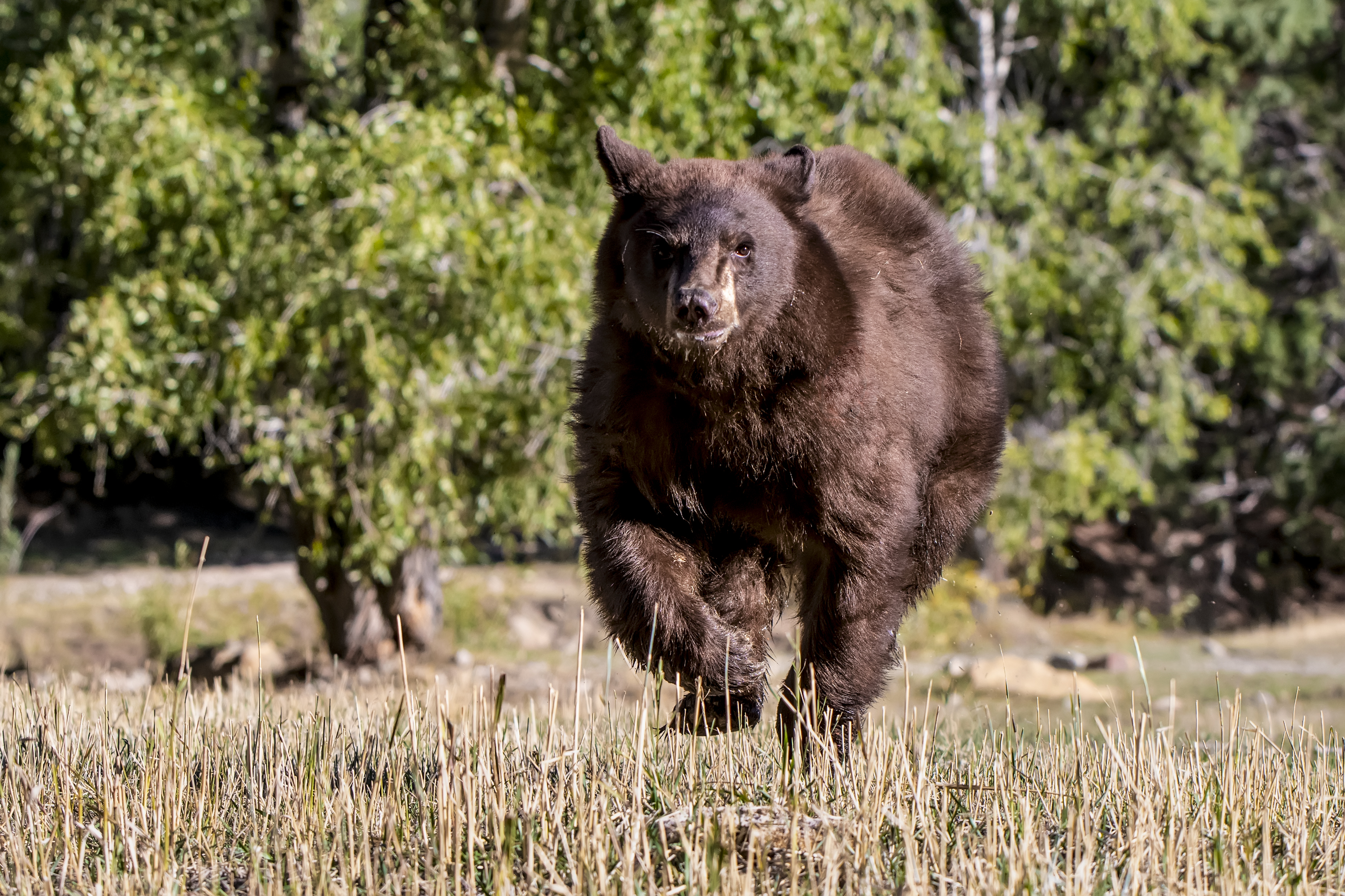 DWR: 2-Year-Old Black Bear Captured In Orem Being Relocated To Wasatch