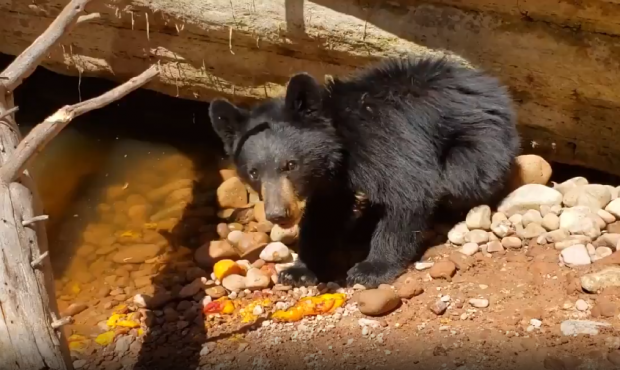 Officials rescued a black bear that was trapped in a sandstone hole in Grand County. (Utah Division...