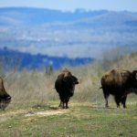 FILE: Bison roaming. (Photo by Michael Cohen/Getty Images)