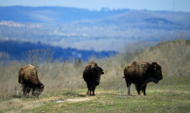 FILE: Bison roaming. (Photo by Michael Cohen/Getty Images)...